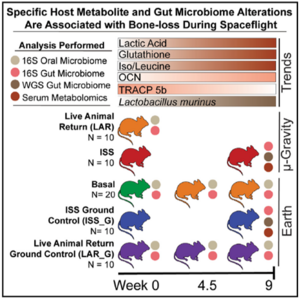Specific host metabolite and gut microbiome alterations are associated with bone loss during spaceflight.
