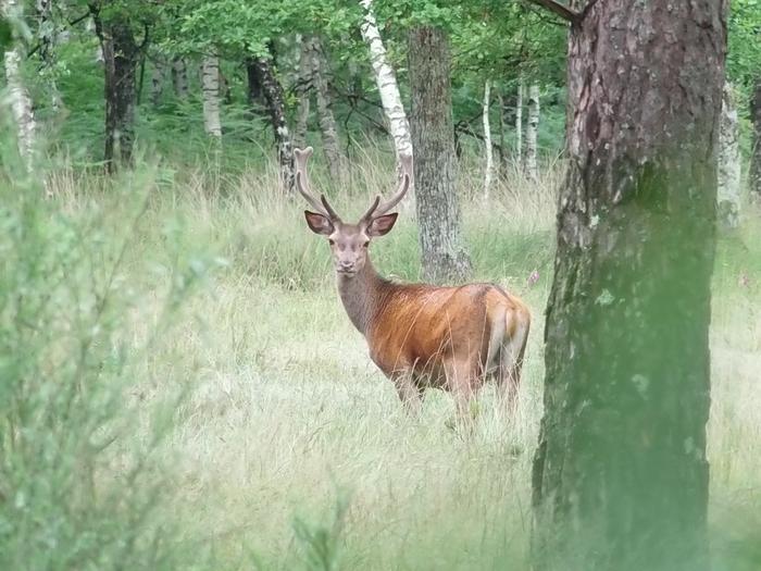 Red deer