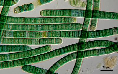 Antarctic Cyanobacteria