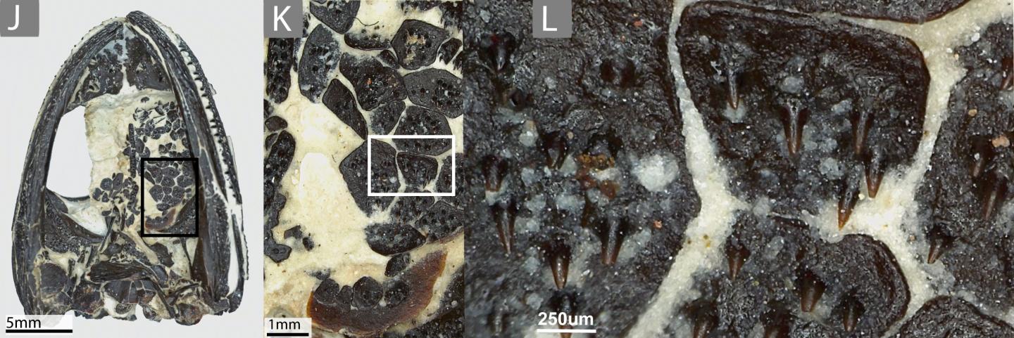 Skull of a Small Amphibamid Dissorophid