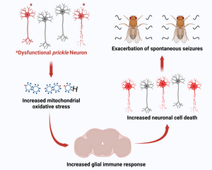 An epilepsy connection