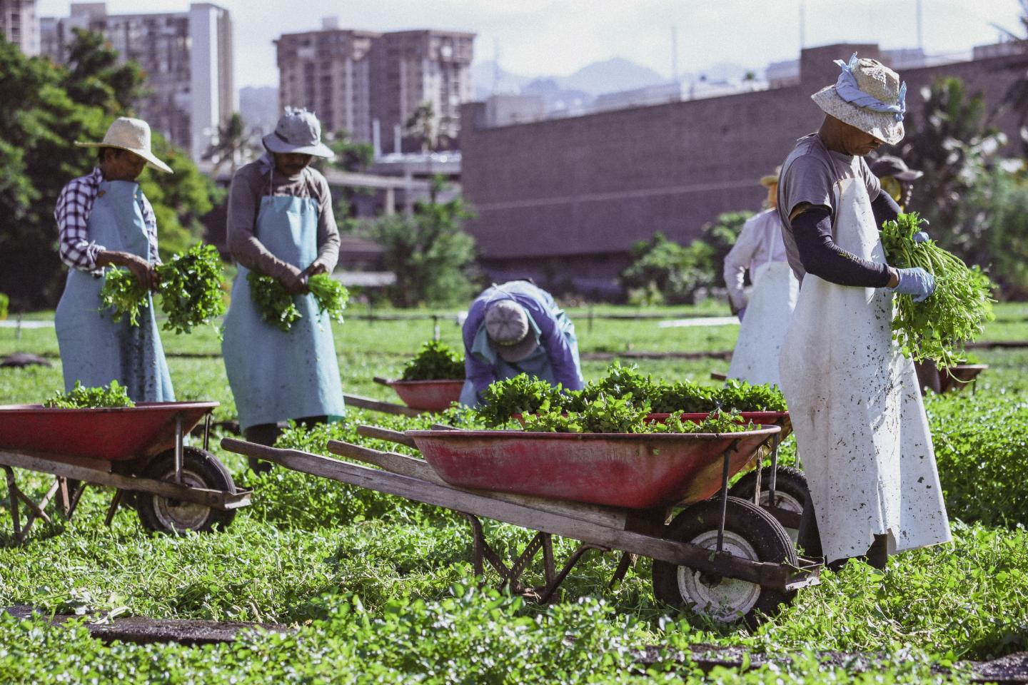 Harvesting Watercress