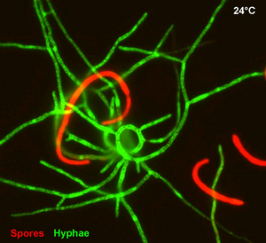 The pathogenic fungus Zymoseptoria tritici