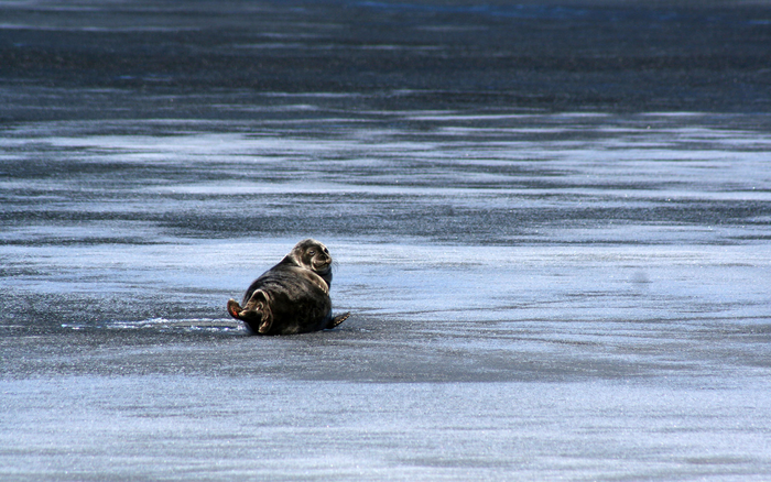 Saimaa Ringed seal on ice