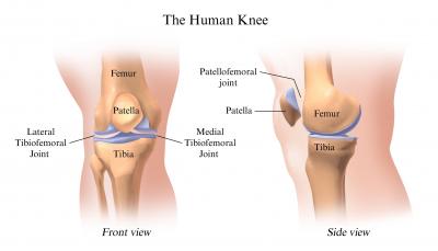 The Human Knee