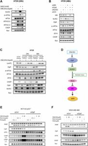 Integrated stress response (ISR) activation and apoptosis through HRI kinase by PG3 and other p53 pathway-restoring cancer therapeutics