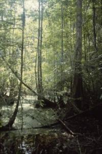 Dilcher's Swamp