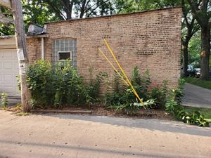 Alley milkweed 2