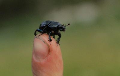 Large Tunnelling Dor Beetle