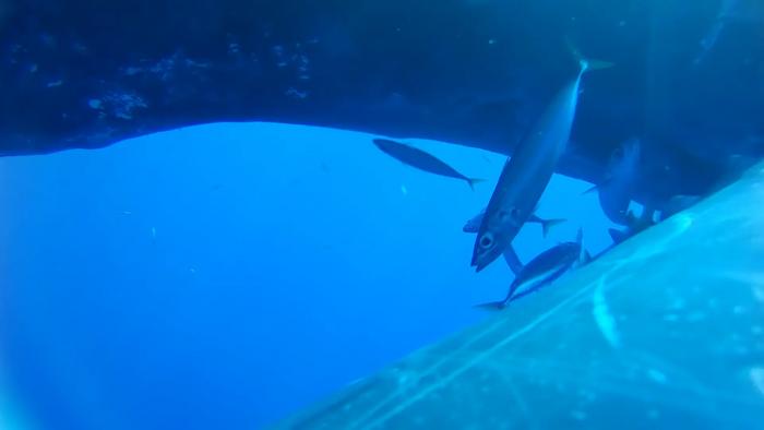 Humpback whale urinating underwater