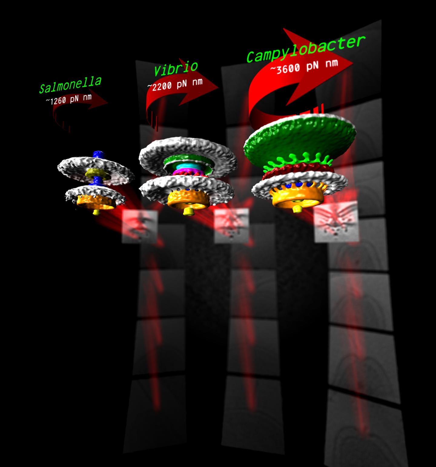 Different Bacteria Torques