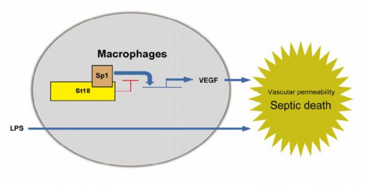 VEGF Expression