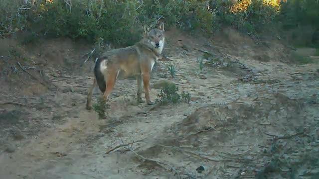 A Wolf and a Wolf-Dog Hybrid (2 of 2)