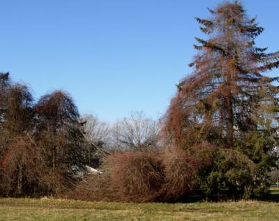 Strangling a Hedgerow
