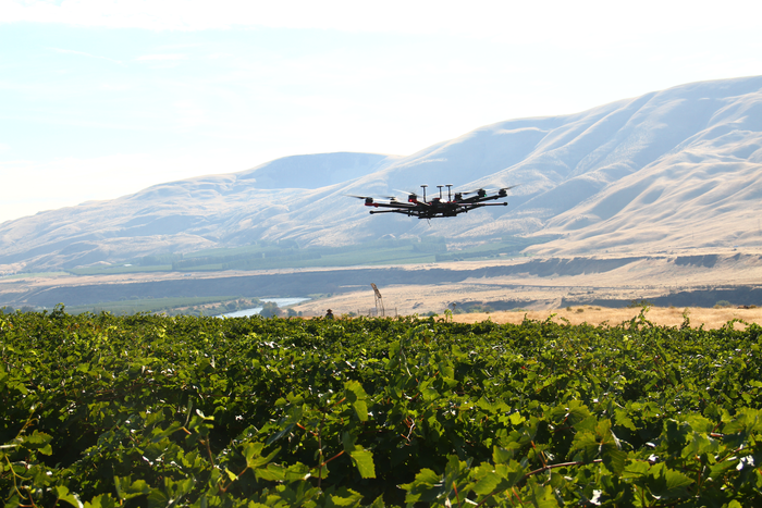 Drone over vineyard