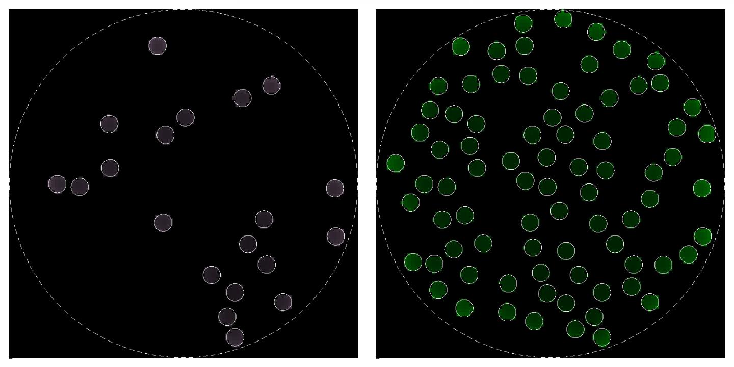 Antimated Quorum Sensing Behavior