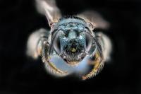 The face of a Ceratina_calcarata carpenter bee