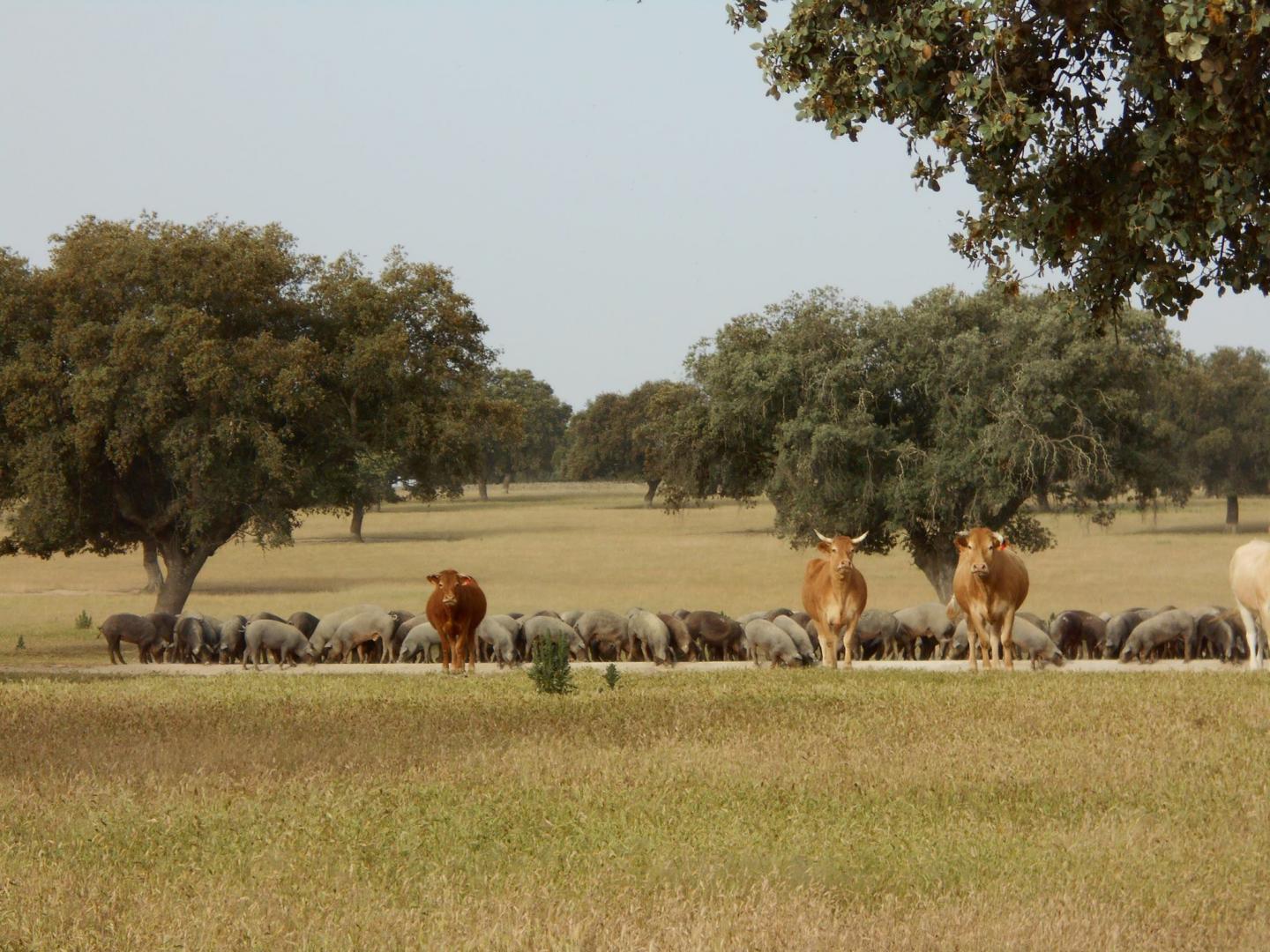 Understanding the Complexity of Wood-pastures in Europe Integral for their Sustainability (1 of 3)