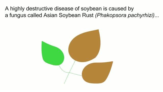Asian Soybean Rust Pathogen