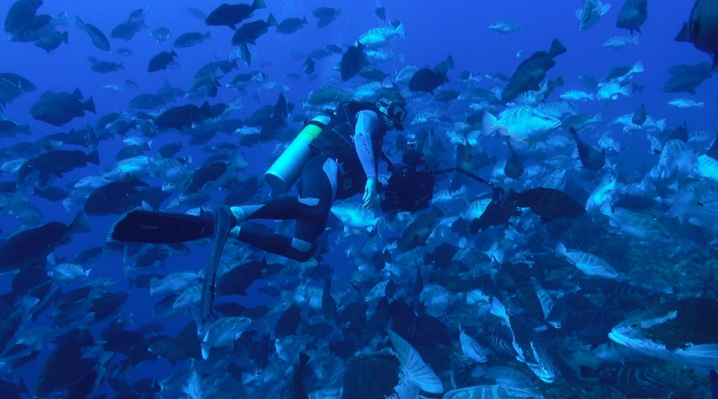 Grouper Spawning Aggregation
