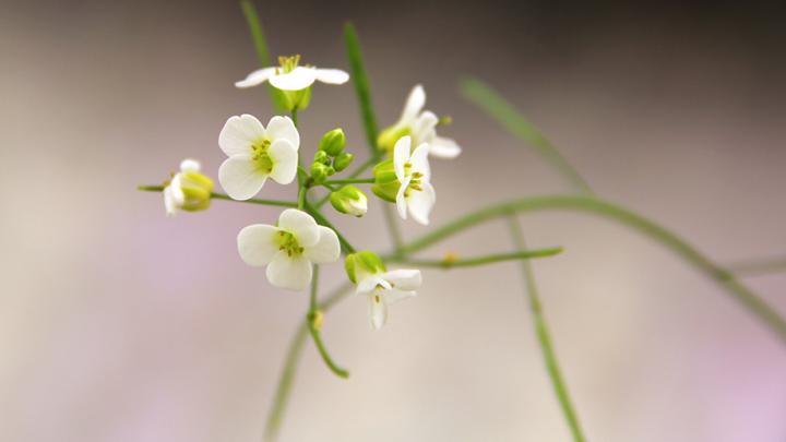 The Plant Species <em>Arabidopsis kamchatica</em>