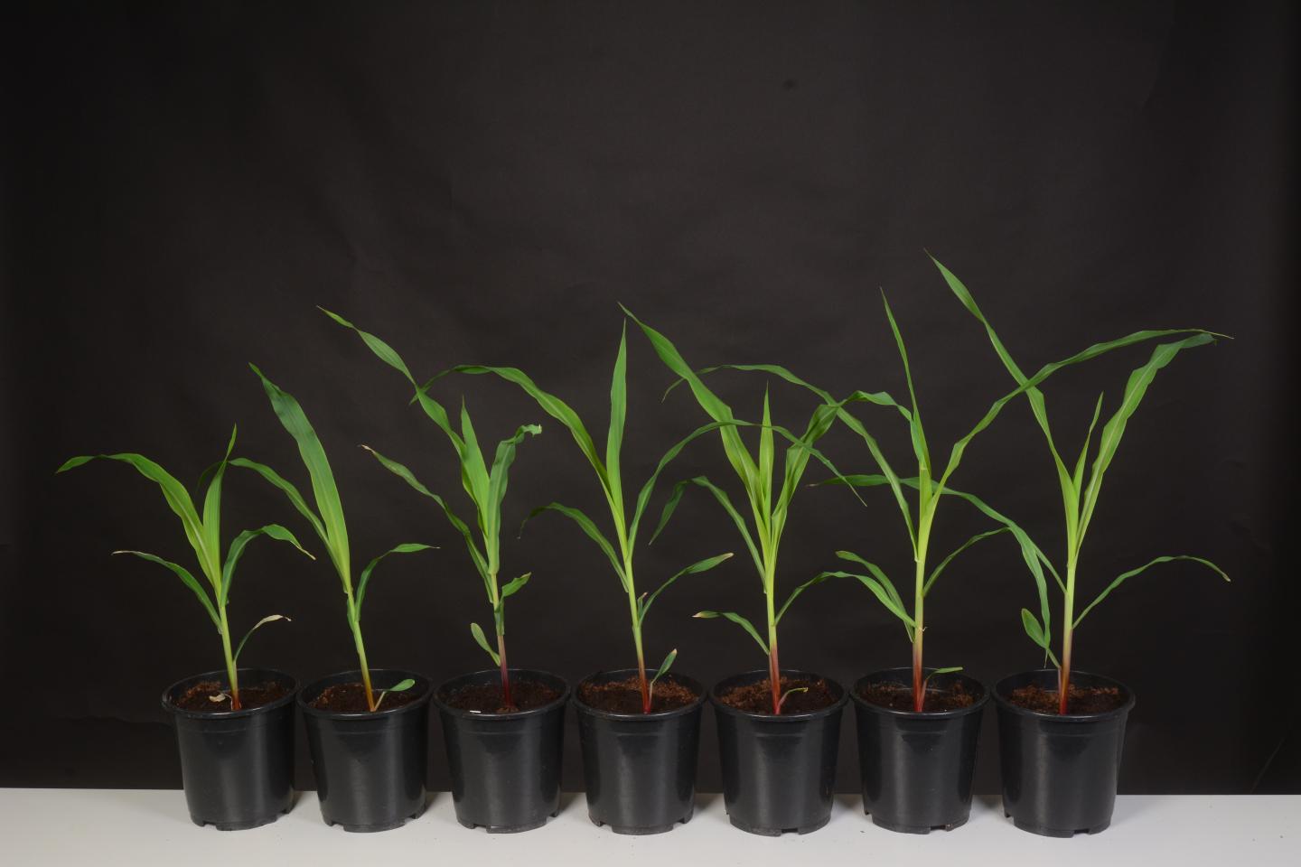 Scientists Learn How to Predict Plant Size