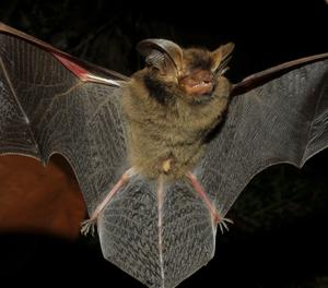 The Strange Big-eared Brown Bat, Histiotus alienus