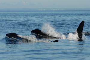 A post-reproductive killer whale mother and son