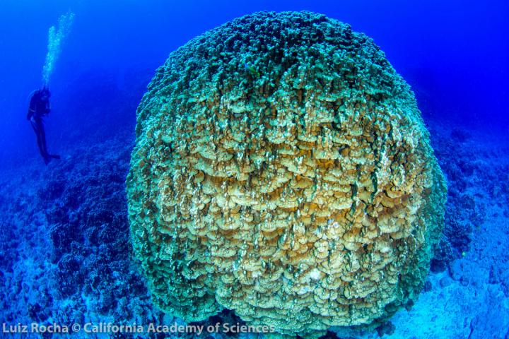 Coral Head in Easter Island