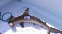 Smooth Hammerhead Shark with Sat-Tag