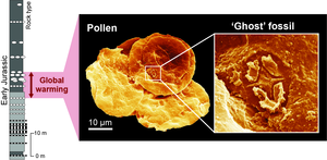 Ghost nannofossils were found in rocks from global warming intervals where normal coccolithophore fossils were rare or absent.