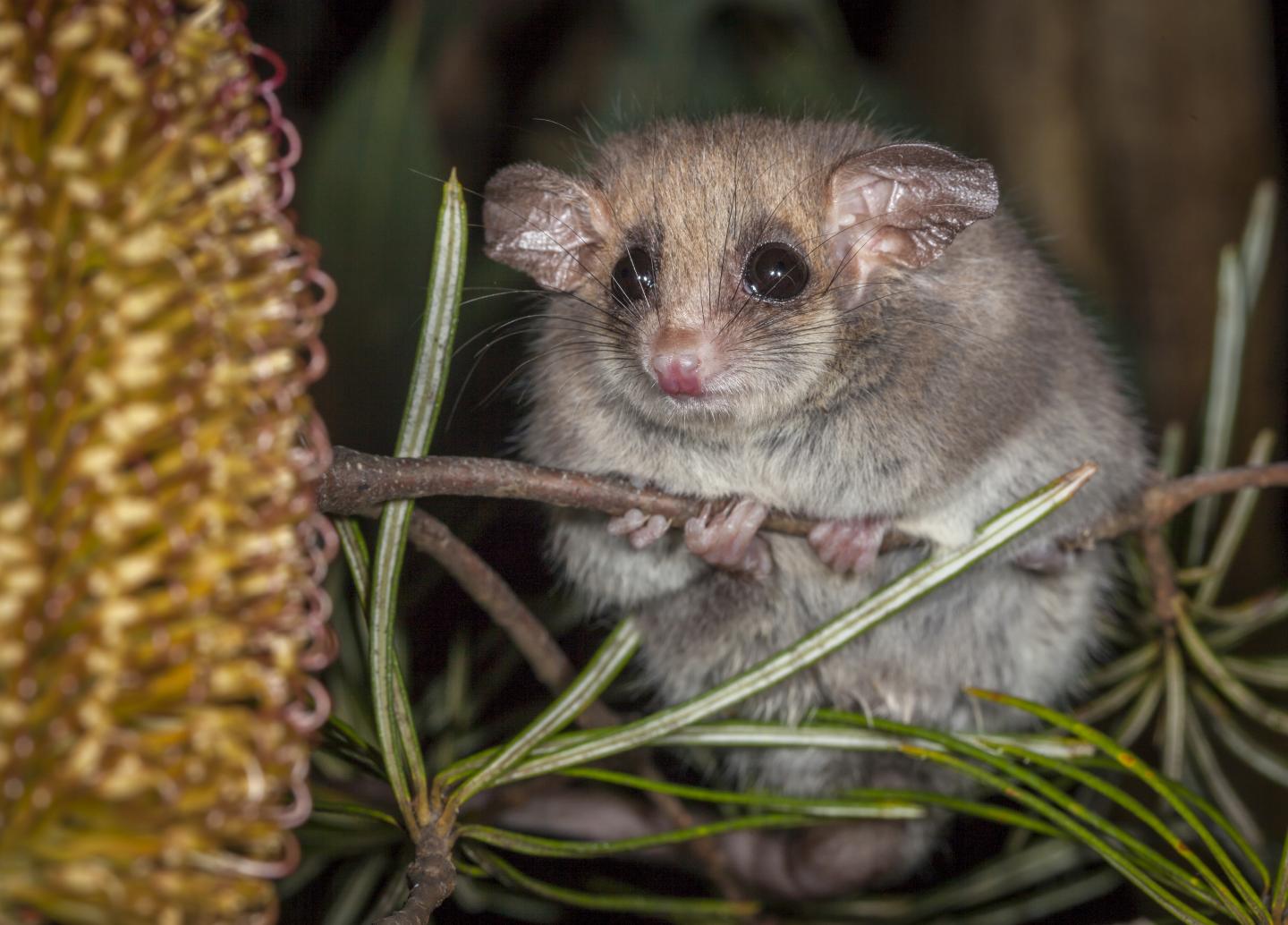 Hibernating Pygmy-Possums Can Sense Danger Even While Dormant