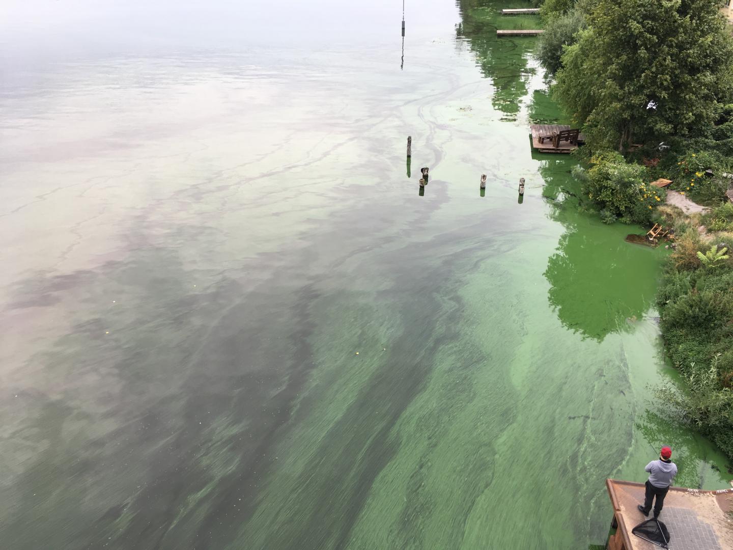 Cyanobacteria Bloom