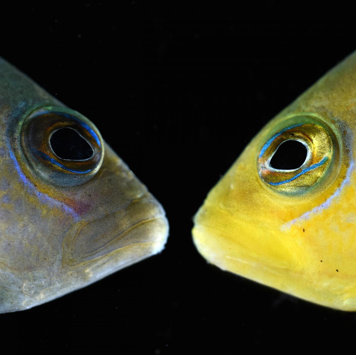 Brown Vs Yellow Dottyback