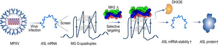 Schematic representation of the MH3 Λ upregulating A5L protein by interacting with G4 to inhibit viral replication