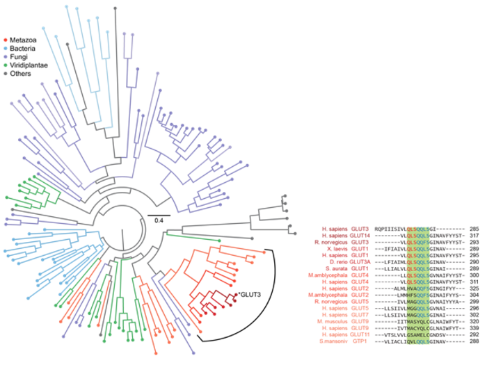 Figure 3. Phylogenetic analysis for various sugar transporters