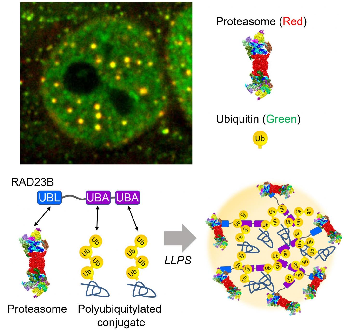 The proteasome droplets in the nucleus