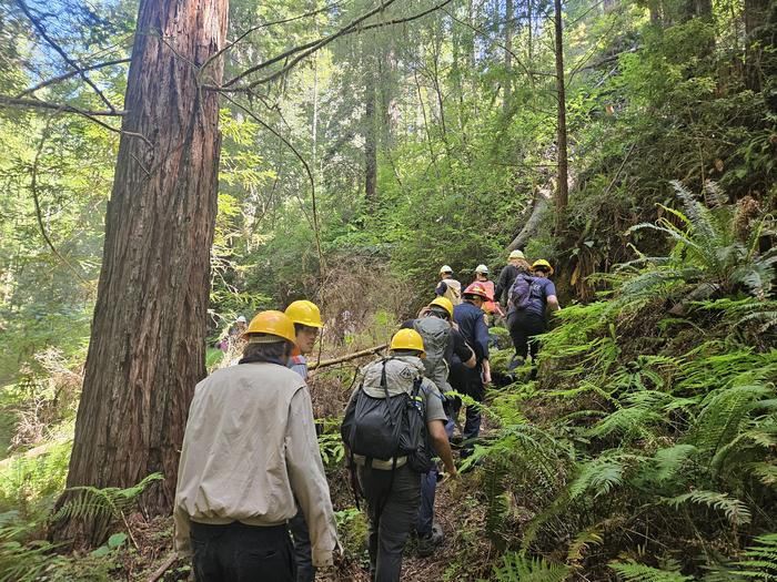 Tour group hikes through Jackson Demonstration State Forest in Northern California