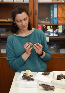 Dr Ornella Bertrand in the lab