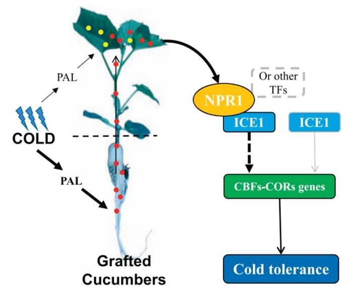 A possible model of SA involved in rootstock-scion communication to improving the cold tolerance of grafted cucumber.