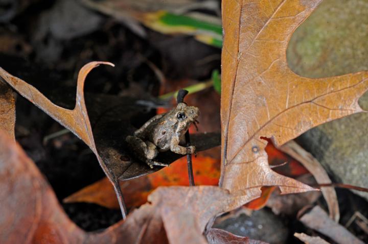 Southern Cricket Frog