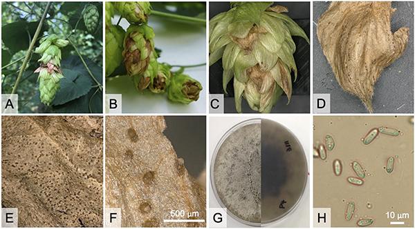Signs and symptoms of a Diaporthe sp. 1-MI on hop cones