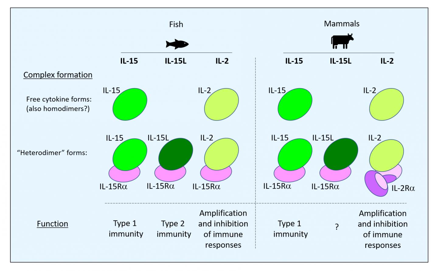 IL-2, IL-15, and IL-15L in fish and mammals