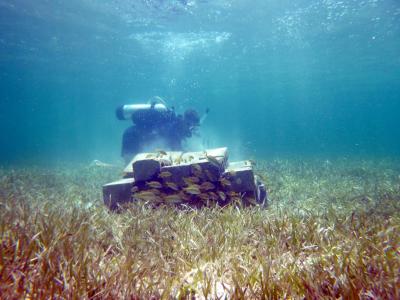 Craig Layman, Florida International University