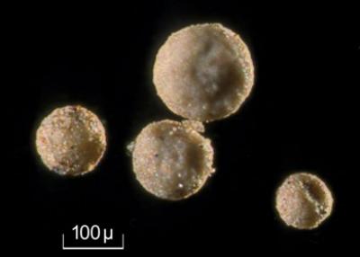 Iberulites Observed with Optical Microscope