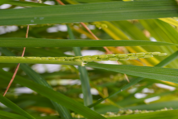 ITQB NOVA researchers unveil the mechanism by which light regulates rice flowering time