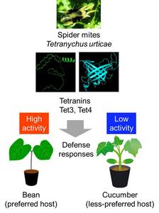 Insights into the molecular interactions between spider mites and their host plants