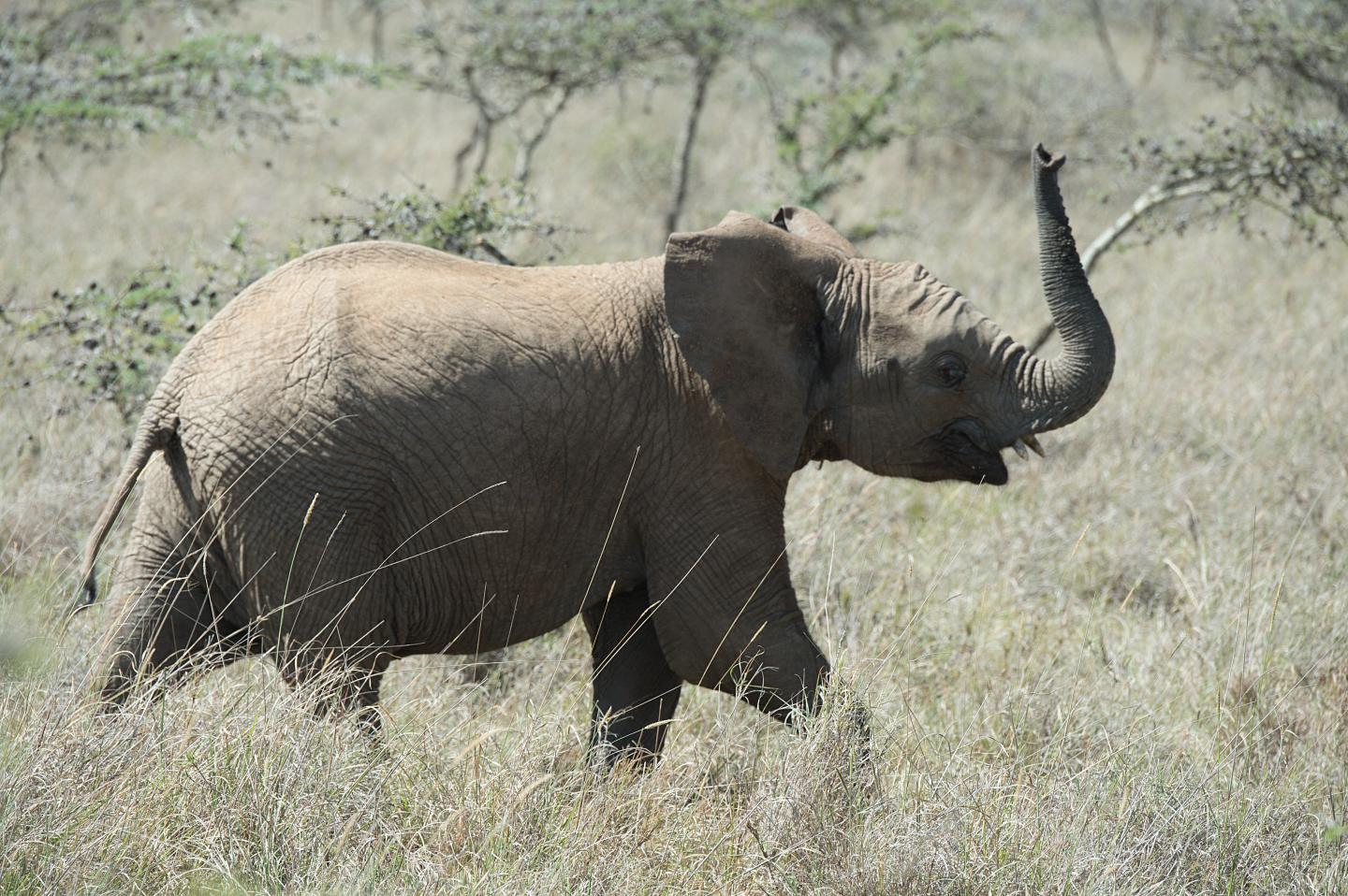 African Elephant