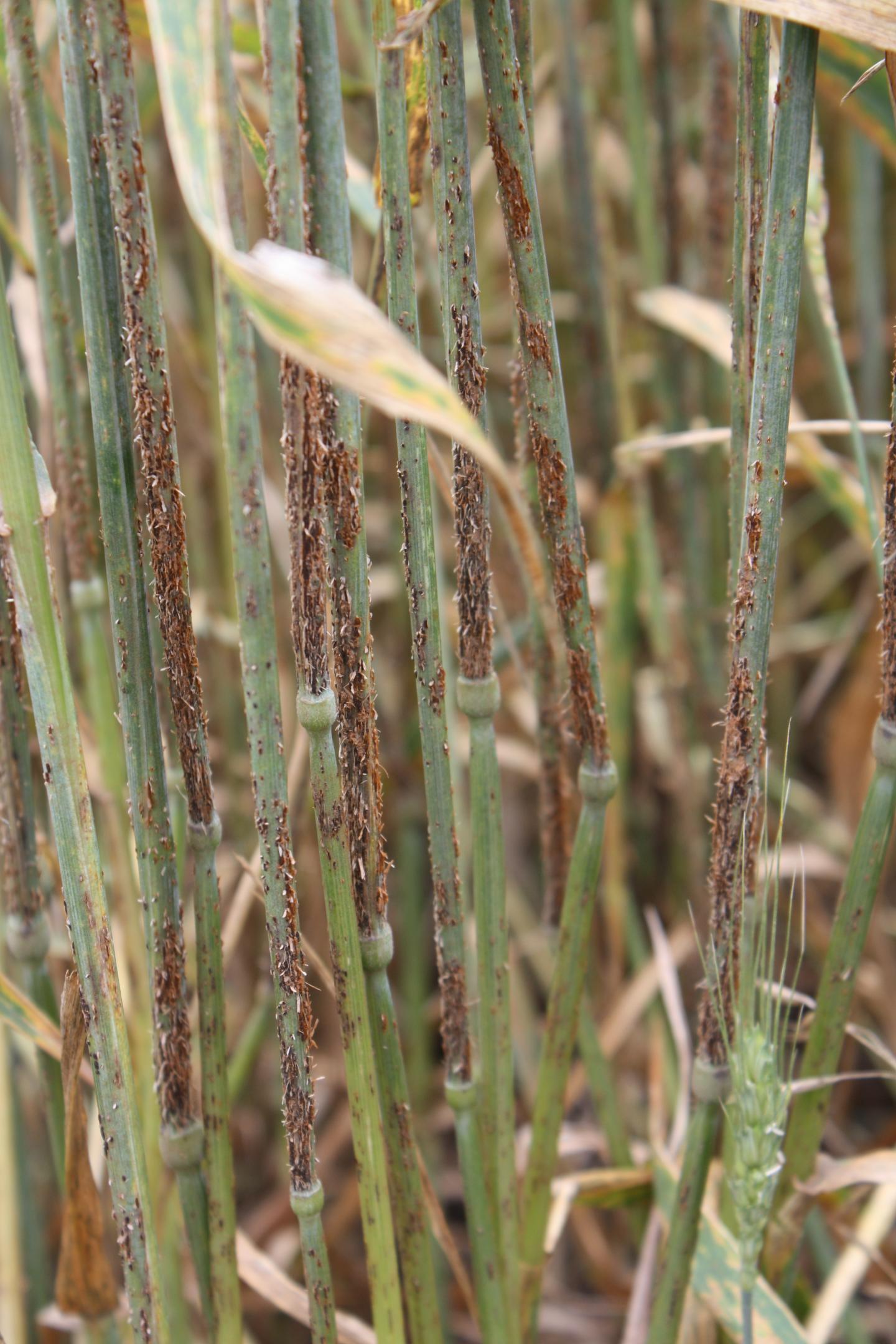 Wheat Stem Rust