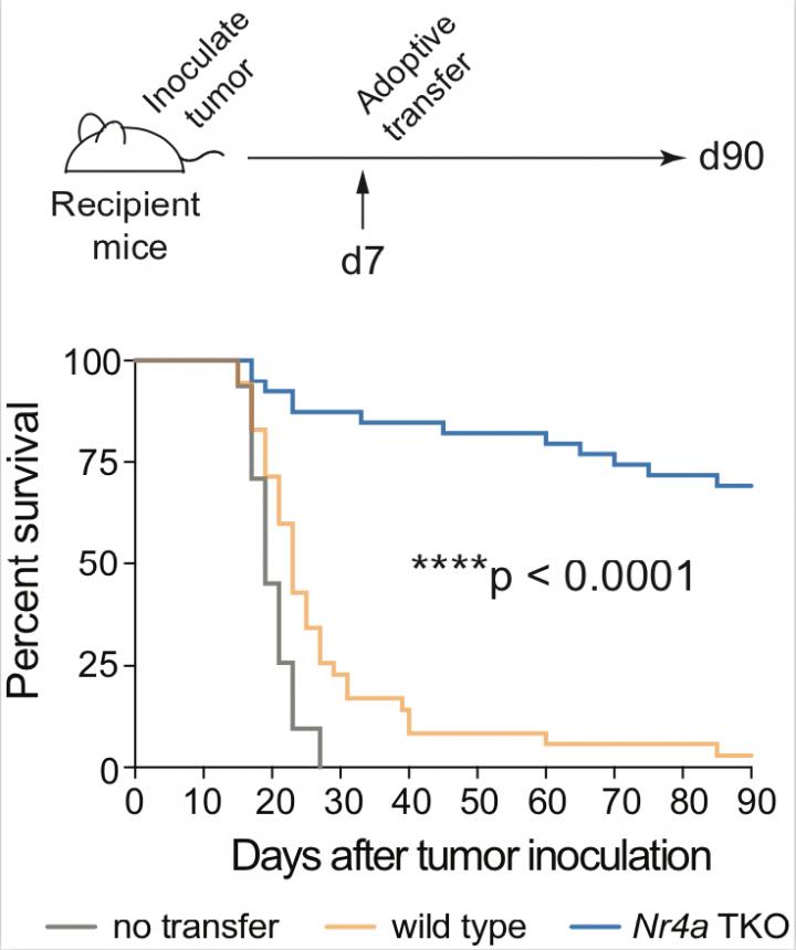 Car T Cell Therapy (1 of 2)